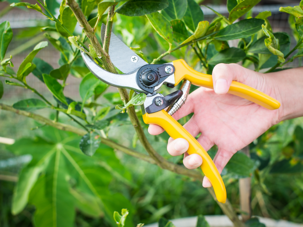 A picture of pruning shears